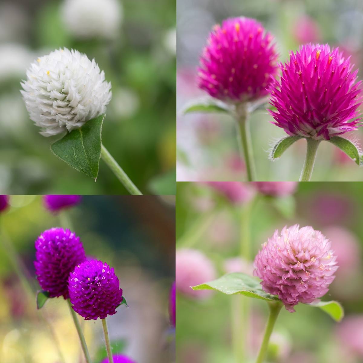 Globe Amaranth Tall Mix Seeds