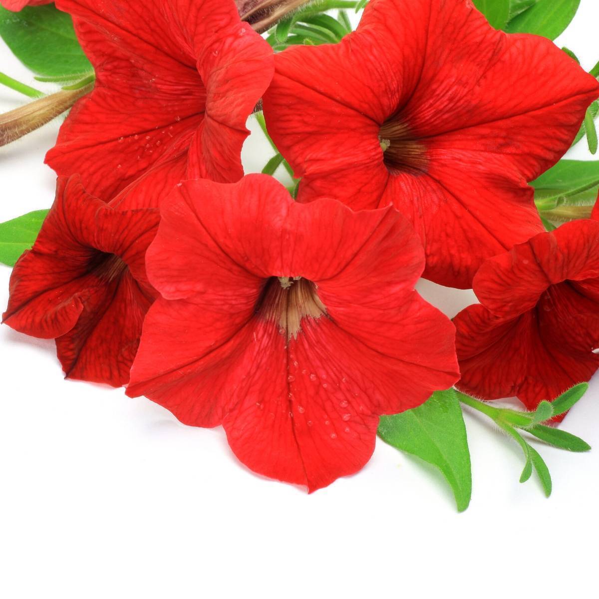 Petunia Fire Chief Seeds