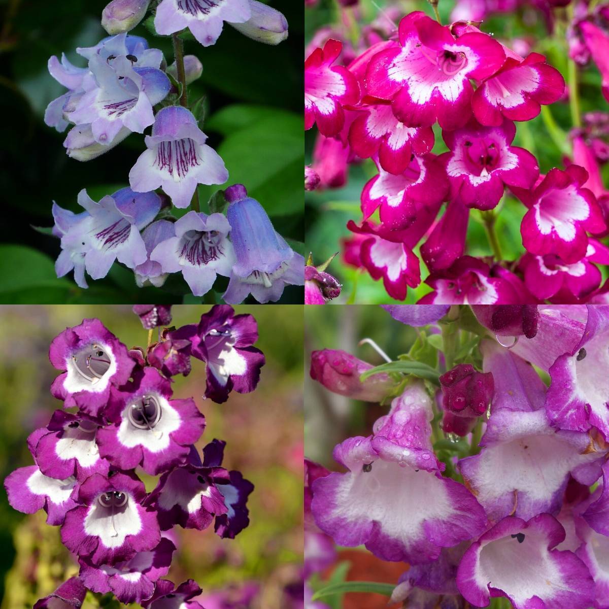 Penstemon Sensation Mixed Seeds