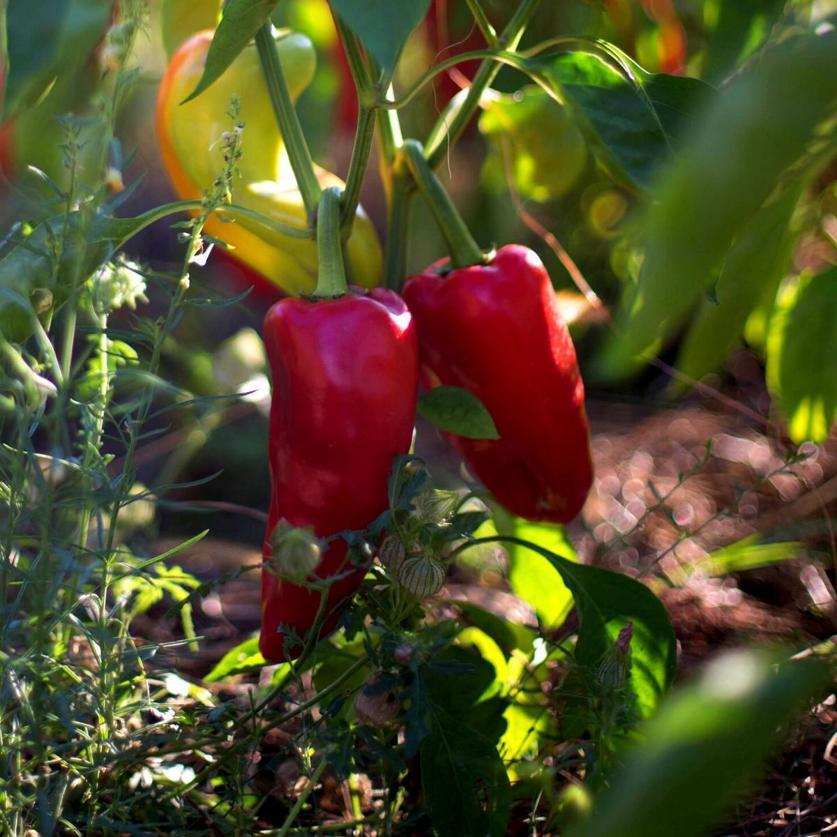 Bull Horn Red Capsicum Seeds