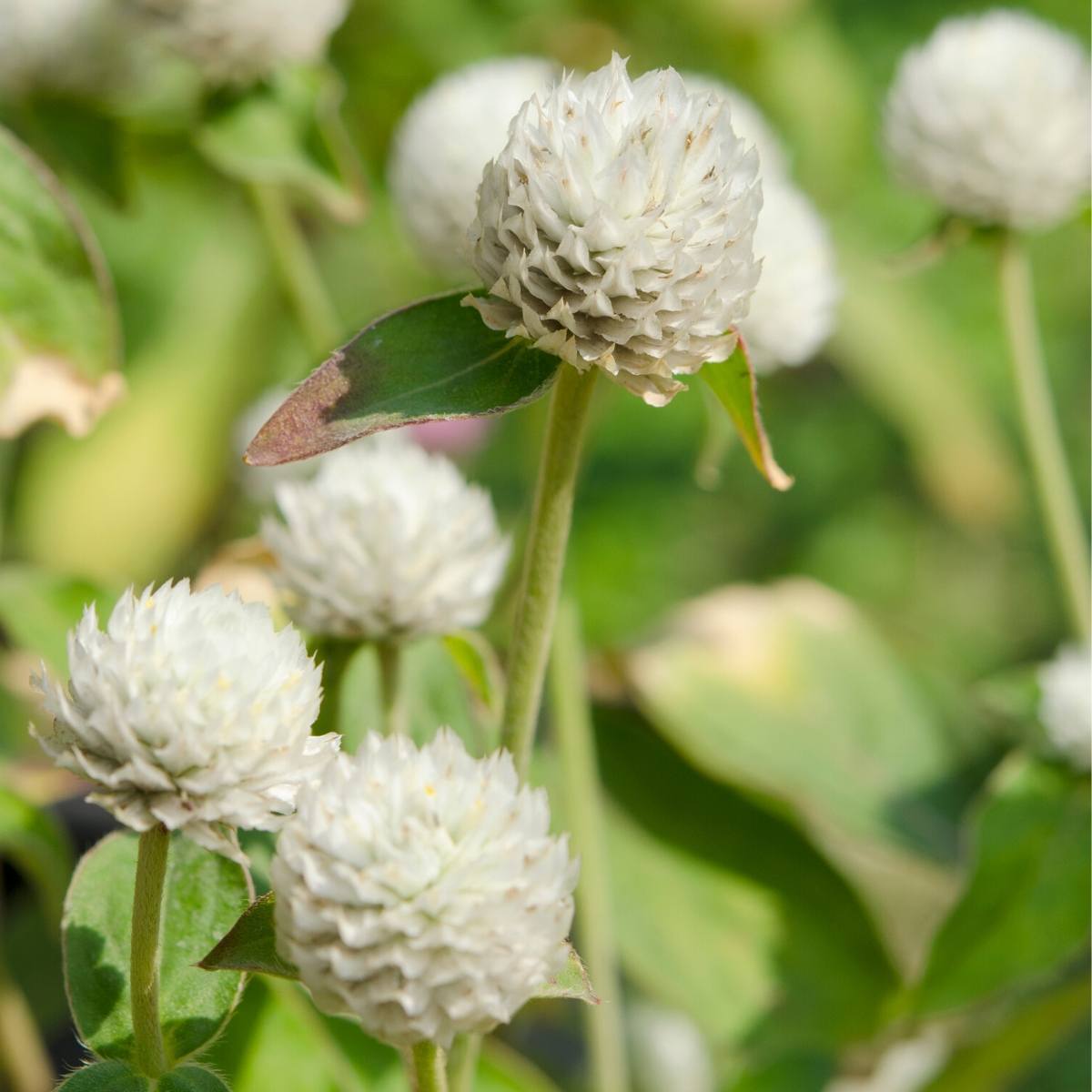 Globe Amaranth Tall White Seeds