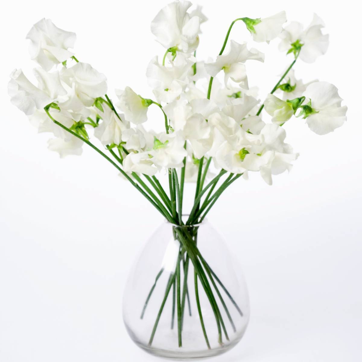 Sweet Pea Mammoth White Seeds