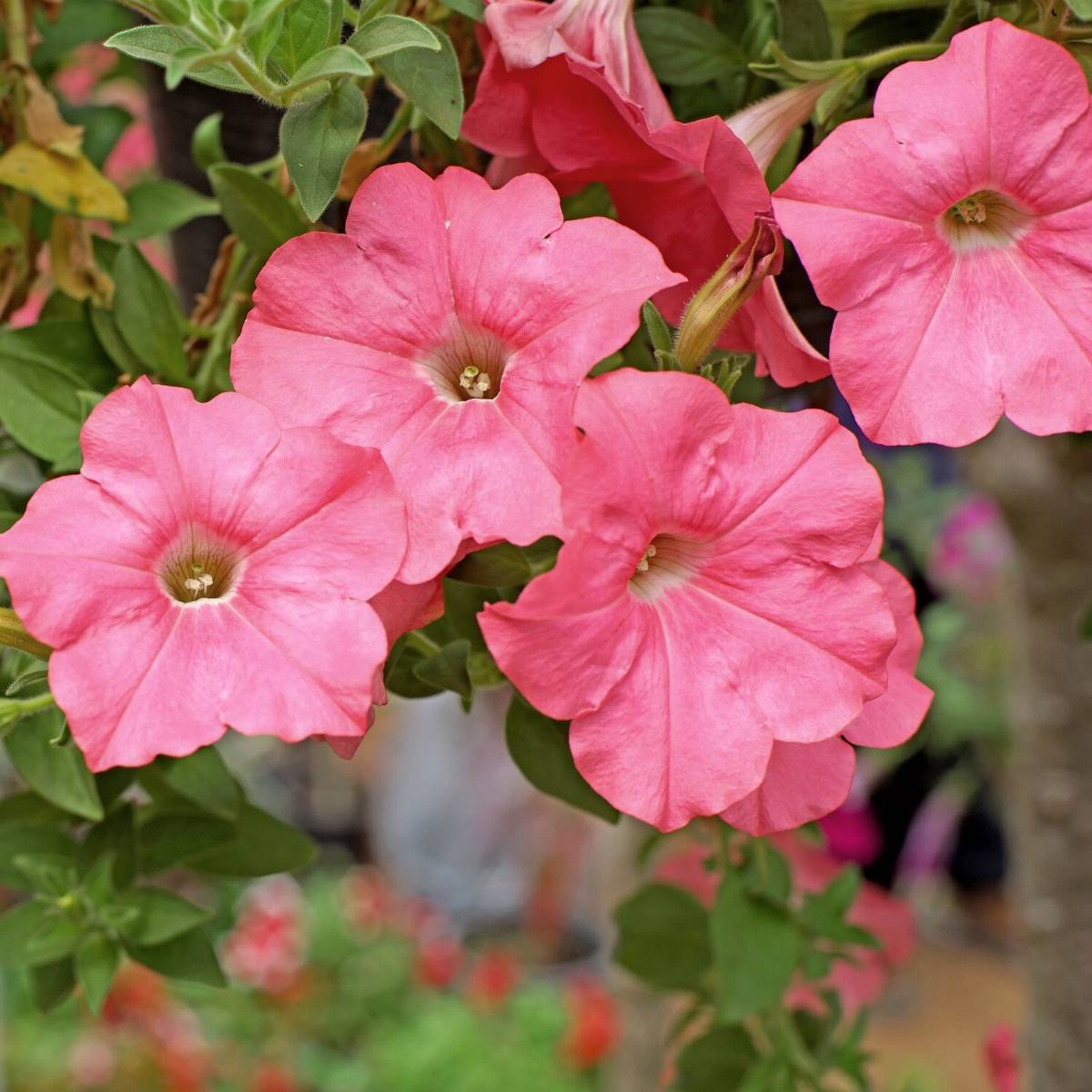 Petunia Coral Salmon Seeds