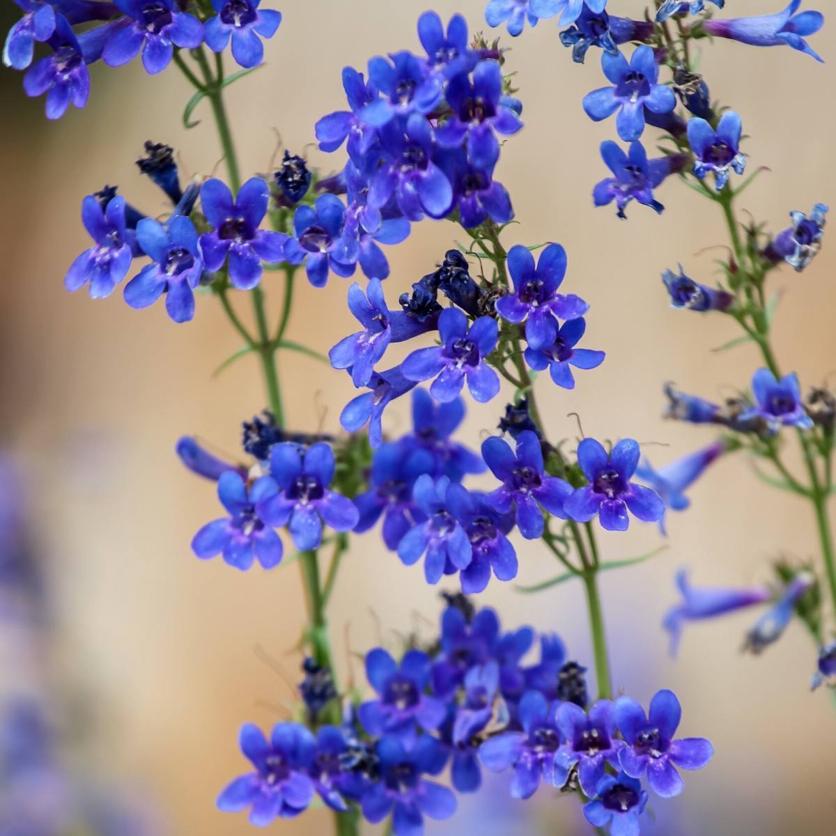 Penstemon Rocky Mountain Seeds