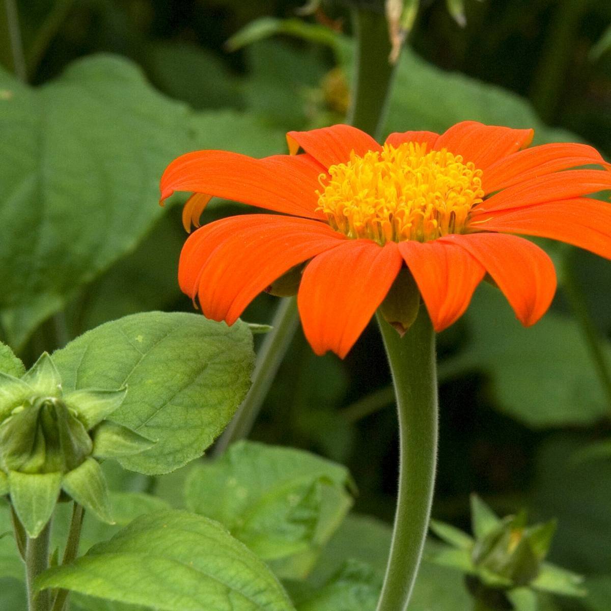 Mexican Sunflower Goldfinger Seeds