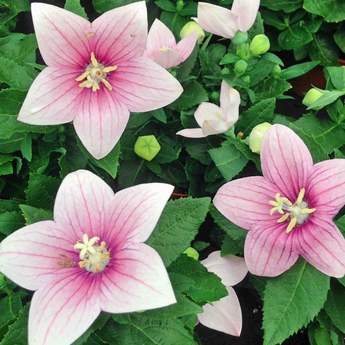 Balloon Flower Tall Rose Seeds