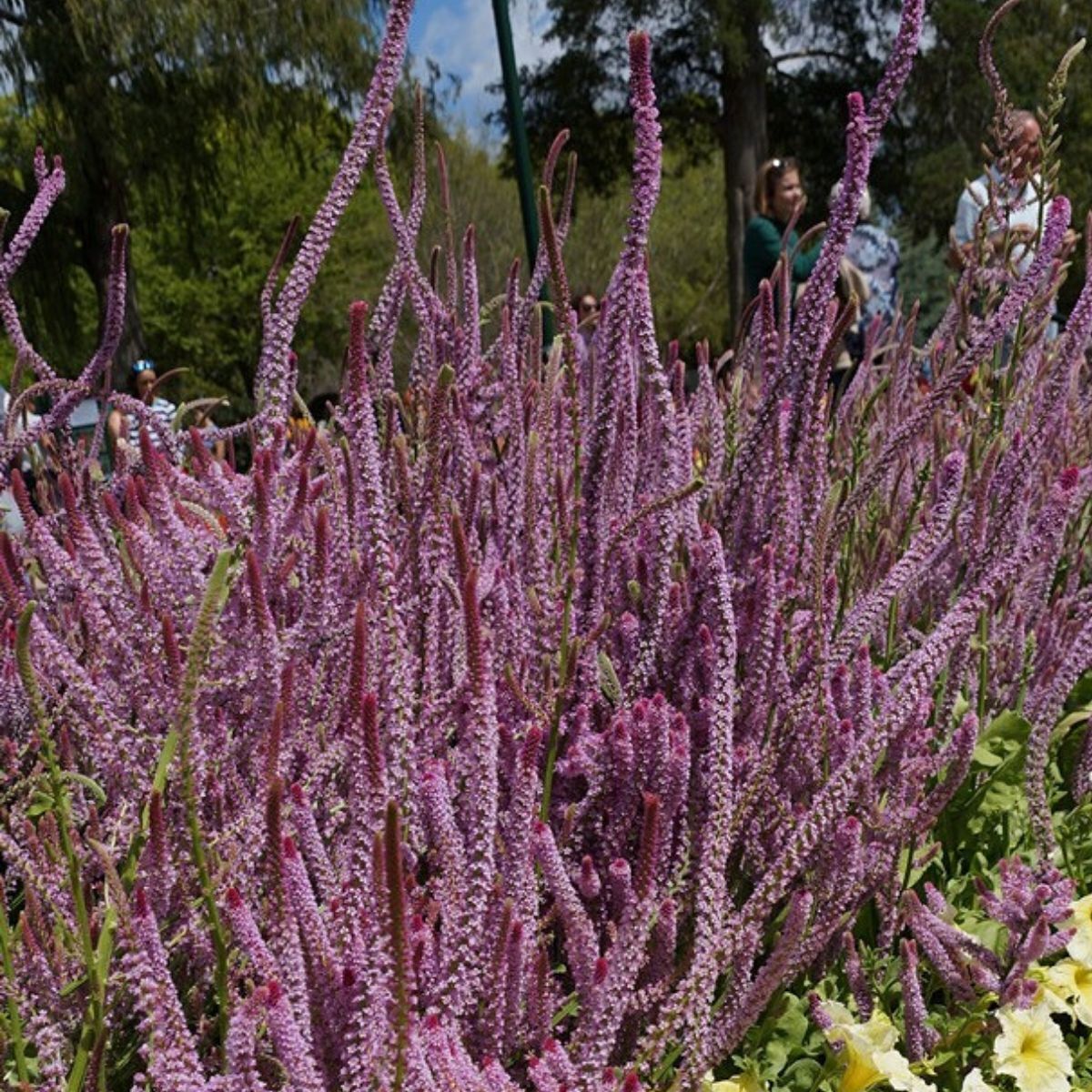 Statice Russian Seeds