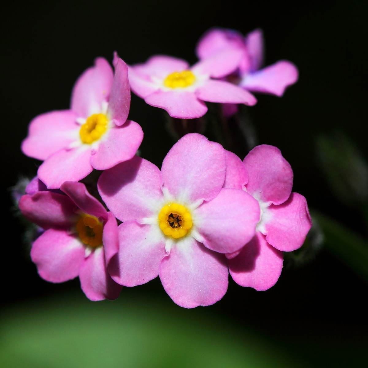 Forget Me Not Rose Pink Seeds