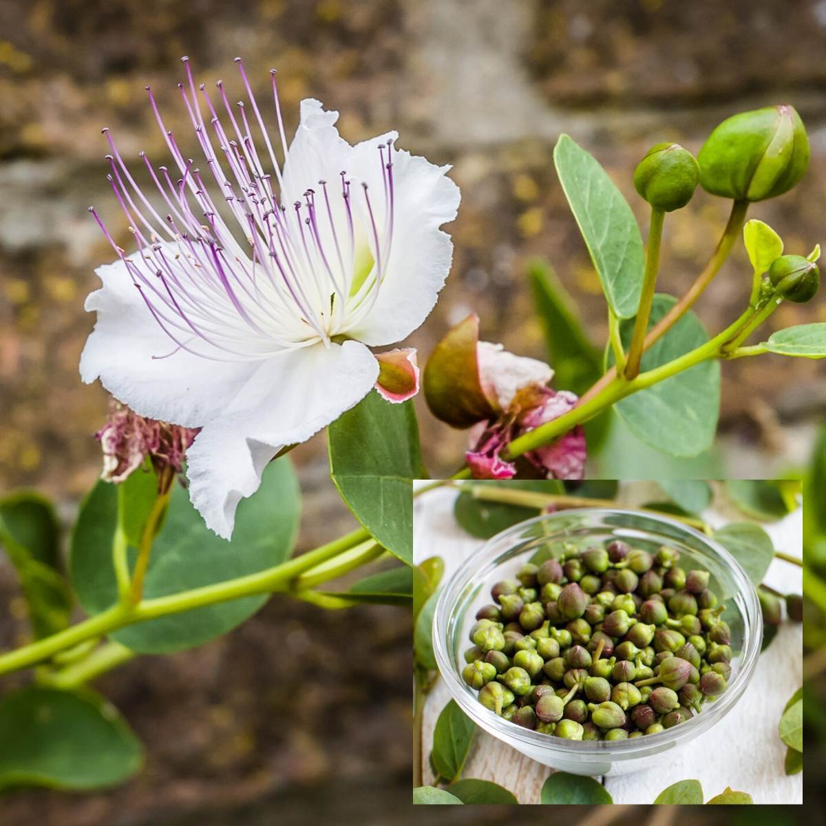 Caper Bush Seeds