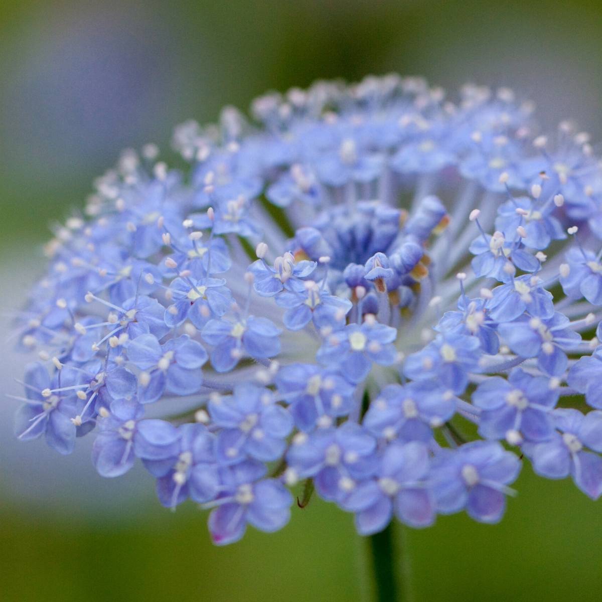 Rottnest Island Daisy Seeds