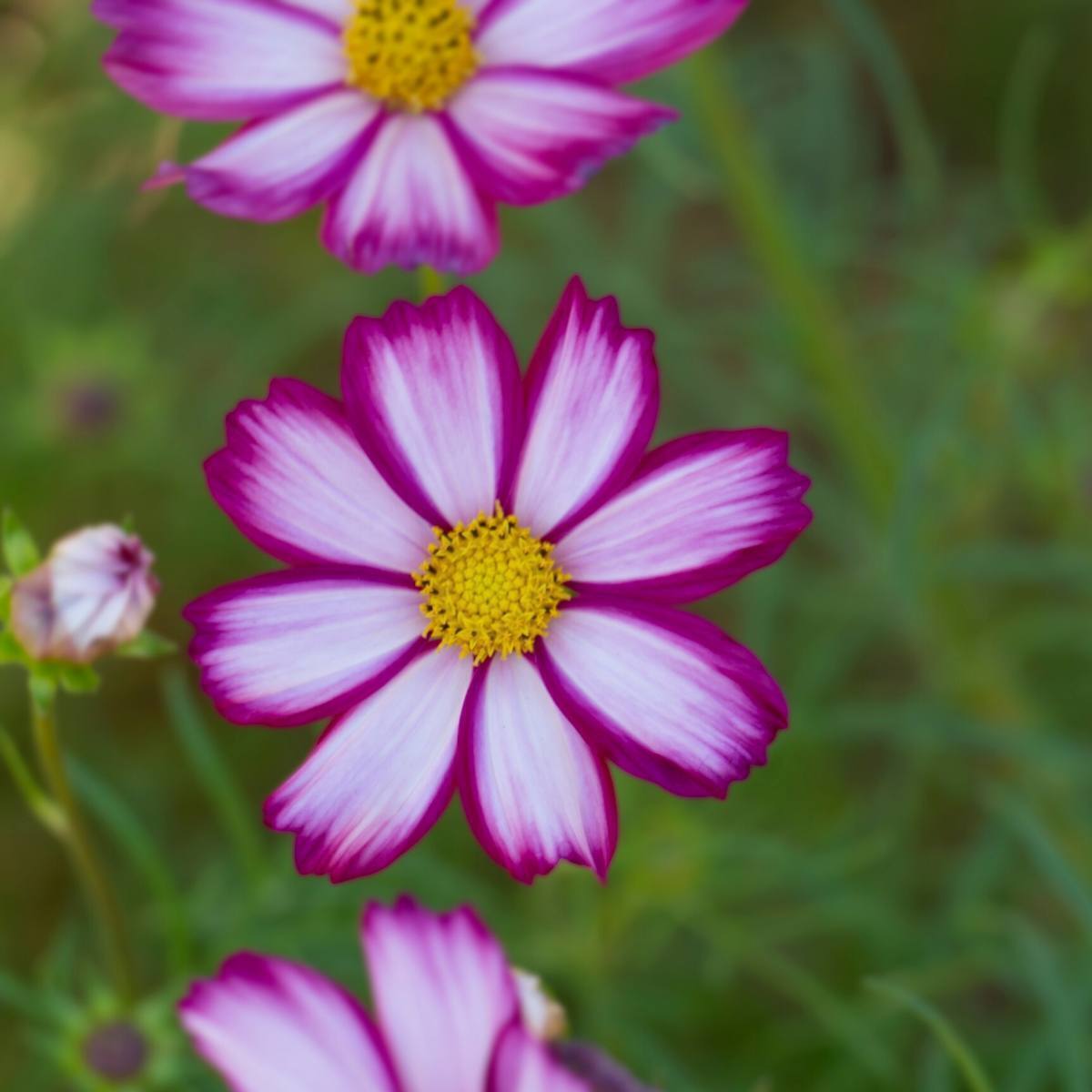 Cosmos Seeds - Candystripe