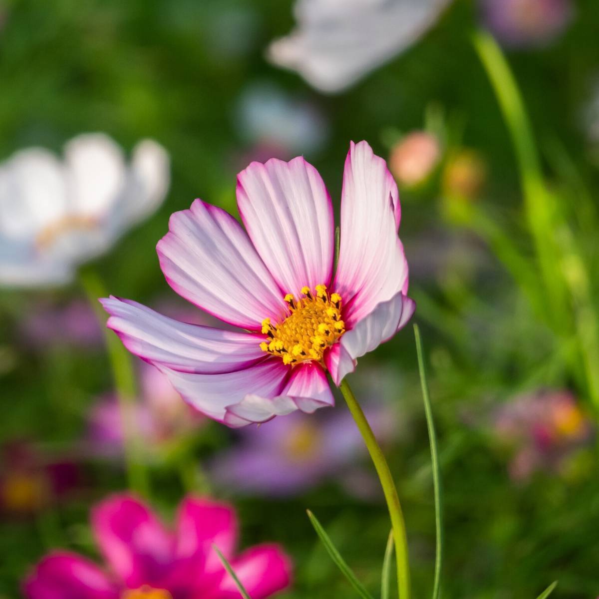 Cosmos Seeds - Red Stripe