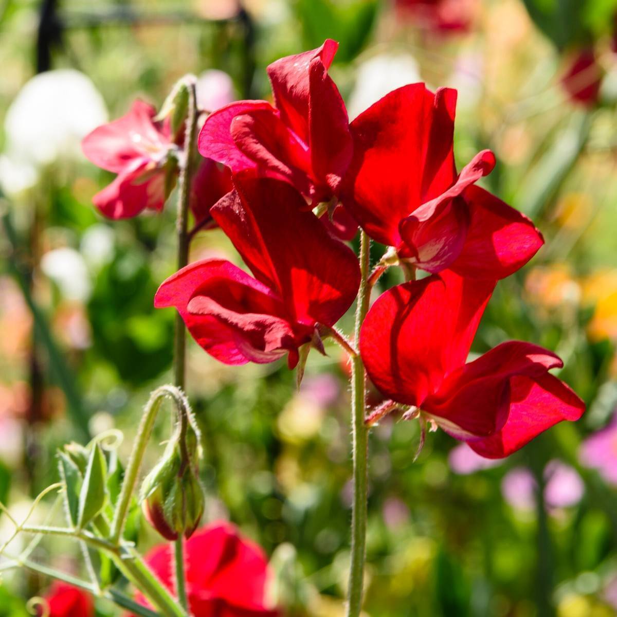 Sweet Pea Royal Crimson Seeds