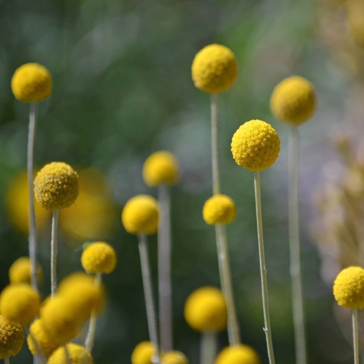 Billy Buttons Seeds