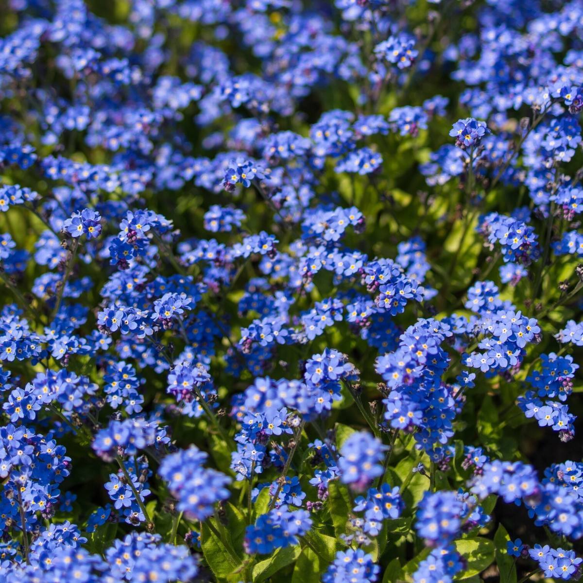 Forget Me Not Indigo Compacta Seeds