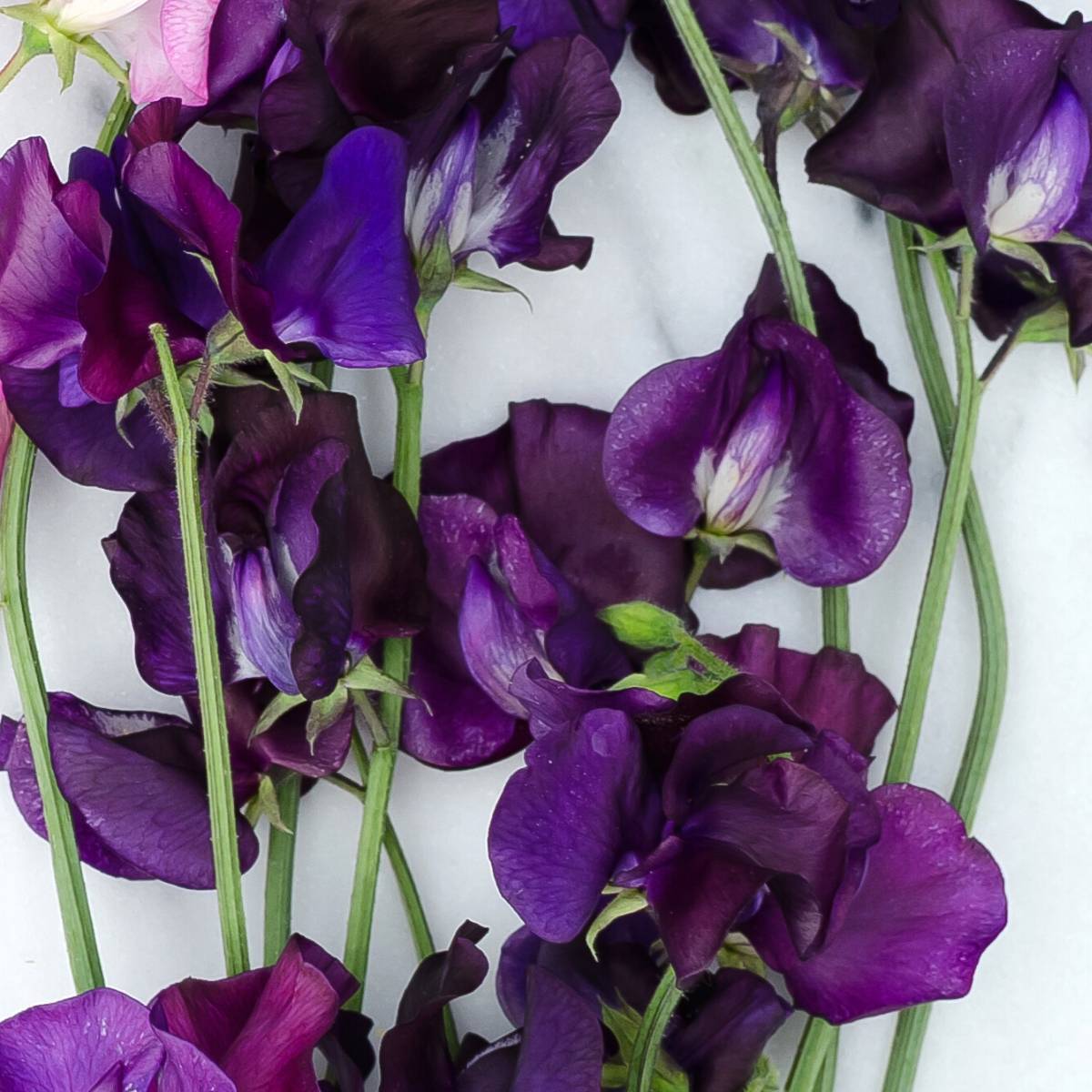 Sweet Pea Mammoth Navy Seeds