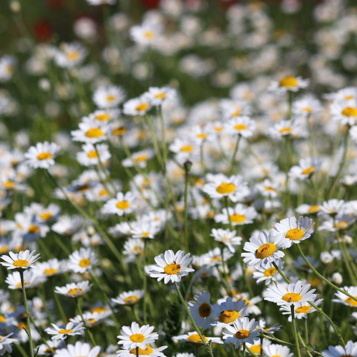 Roman Lawn Chamomile Seeds