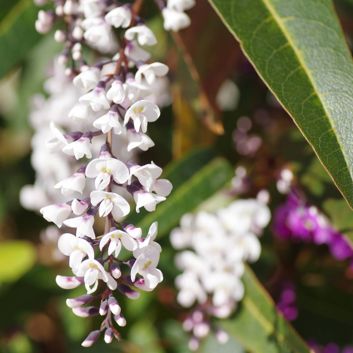 Hardenbergia White Seeds