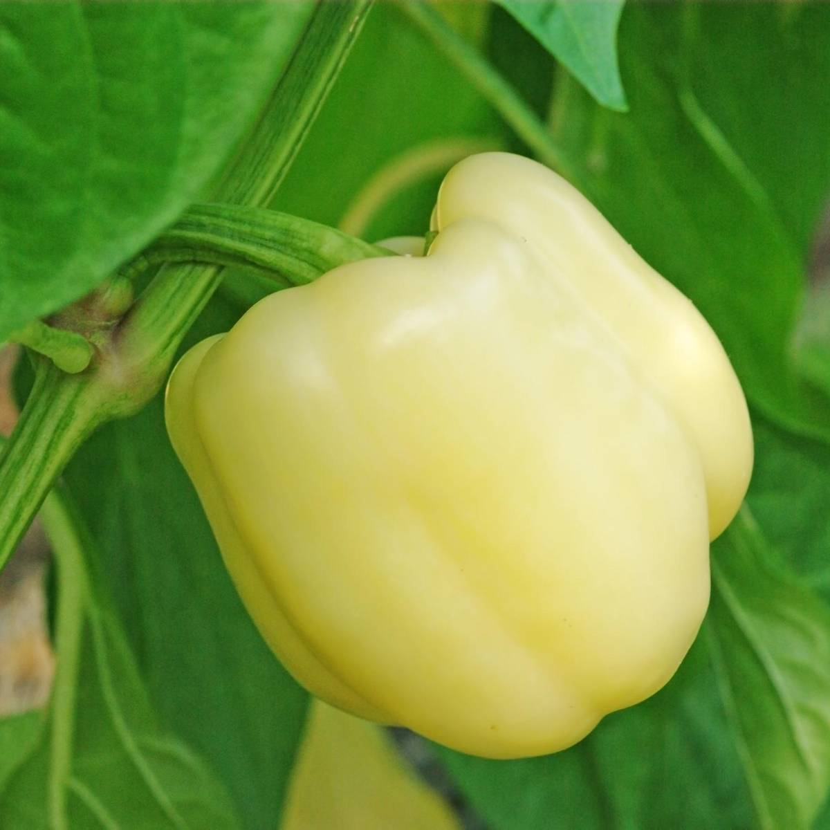 White Bell Capsicum Seeds