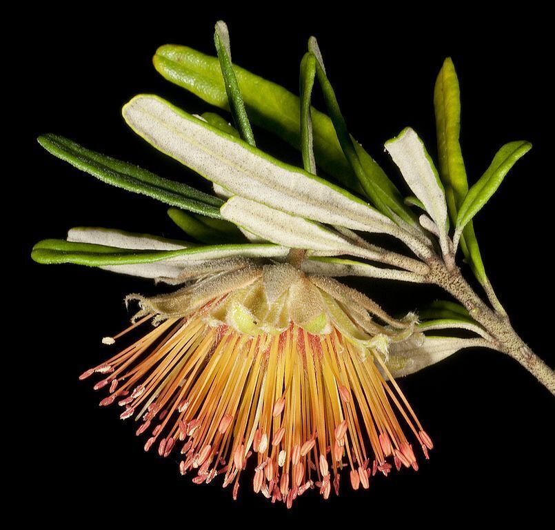 Yanchep Rose (Banksia grandis) Seeds