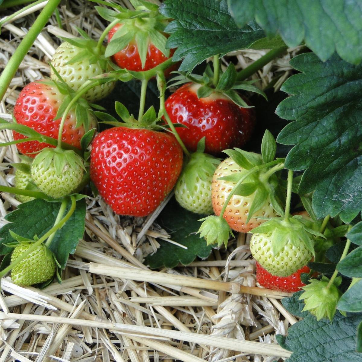 Temptation Strawberry Seeds