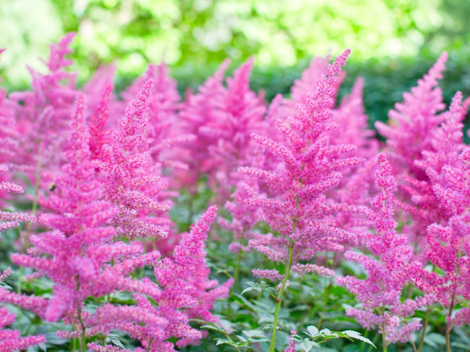 Astilbe Finale Bulbs