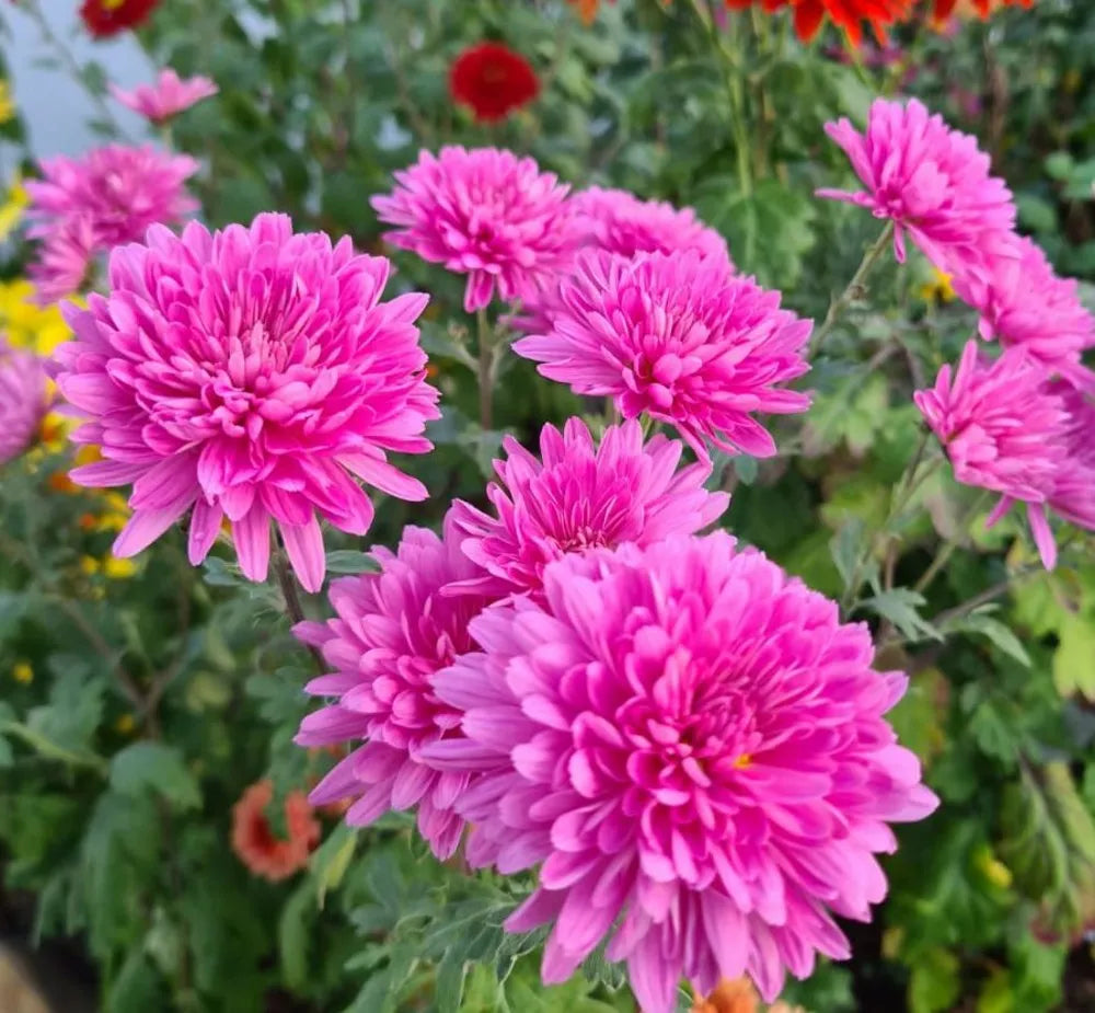 Chrysanthemum Morifolium Ground Cover Flower Seeds for Planting – Home & Landscape Gardens