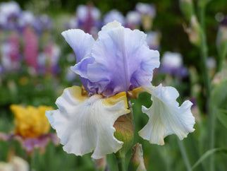 Easter Charm Tall Bearded Iris