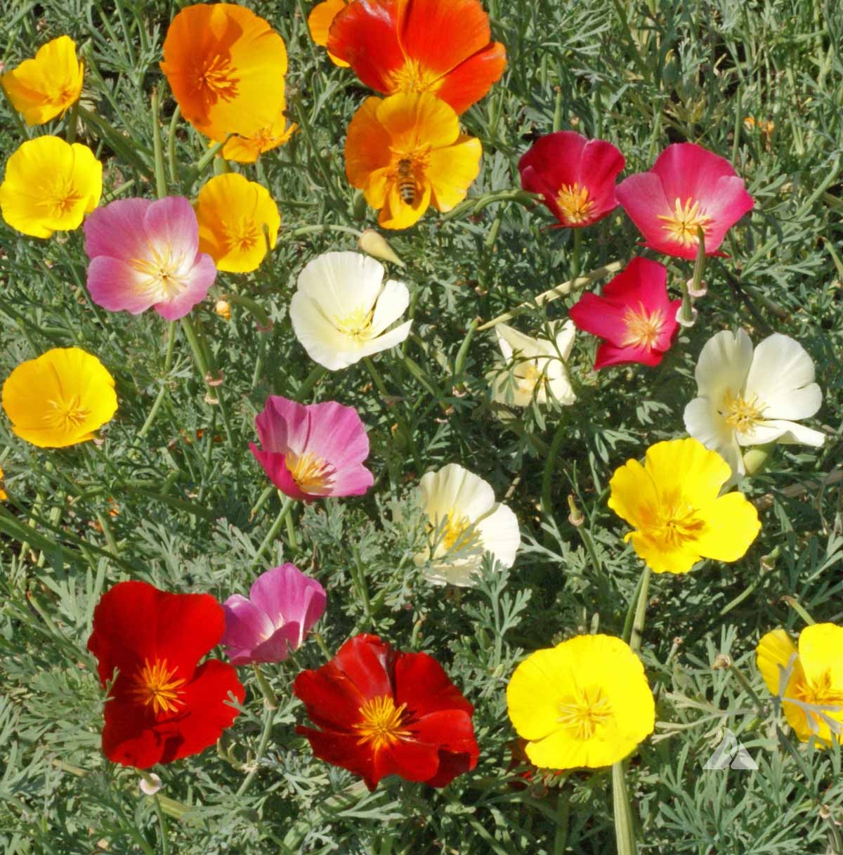 Poppy Eschscholzia Californica Thai Sill California Flower Seeds for Planting