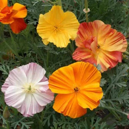 garden bed filled with lush Ballerina mix poppies in bloom

