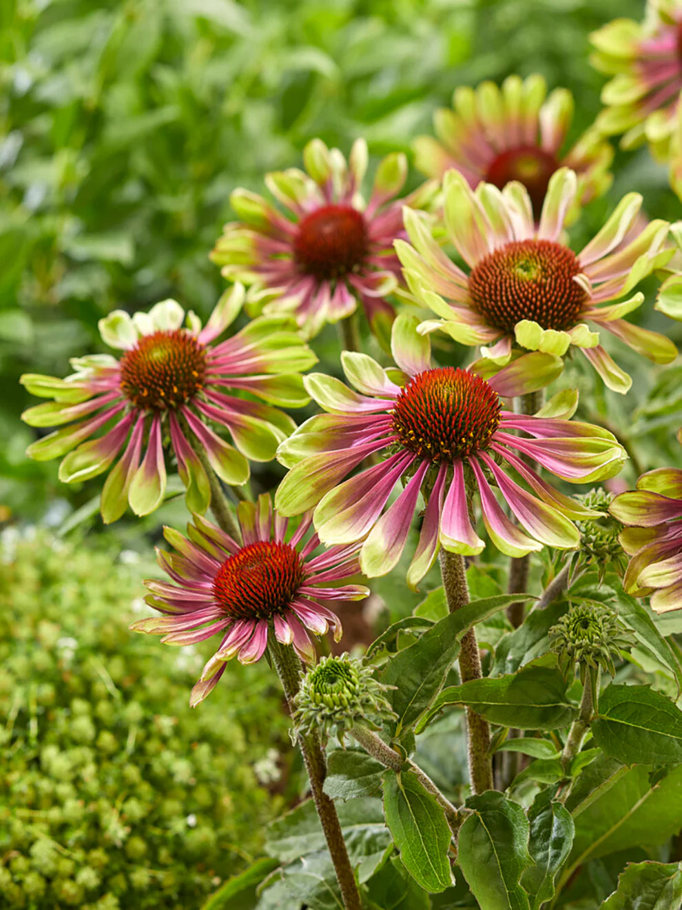 Echinacea Roots - Green Twister