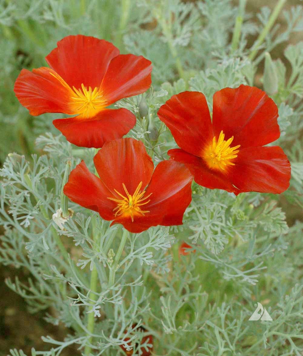 California Poppy Seeds - Red Chief