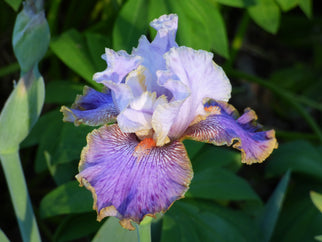 Effective Tall Bearded Iris