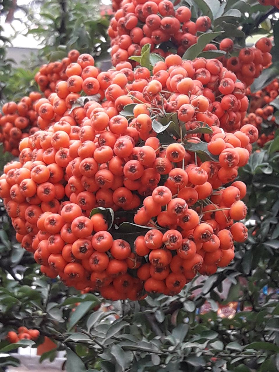 Zalzalak (Russian Olive) Seeds (Elaeagnus angustifolia / Common Name: Russian Olive, Zalzalak)