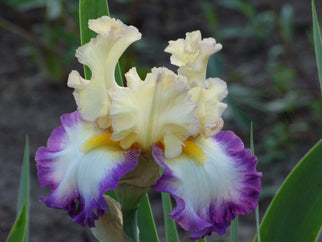 Engagement Ring Tall Bearded Iris