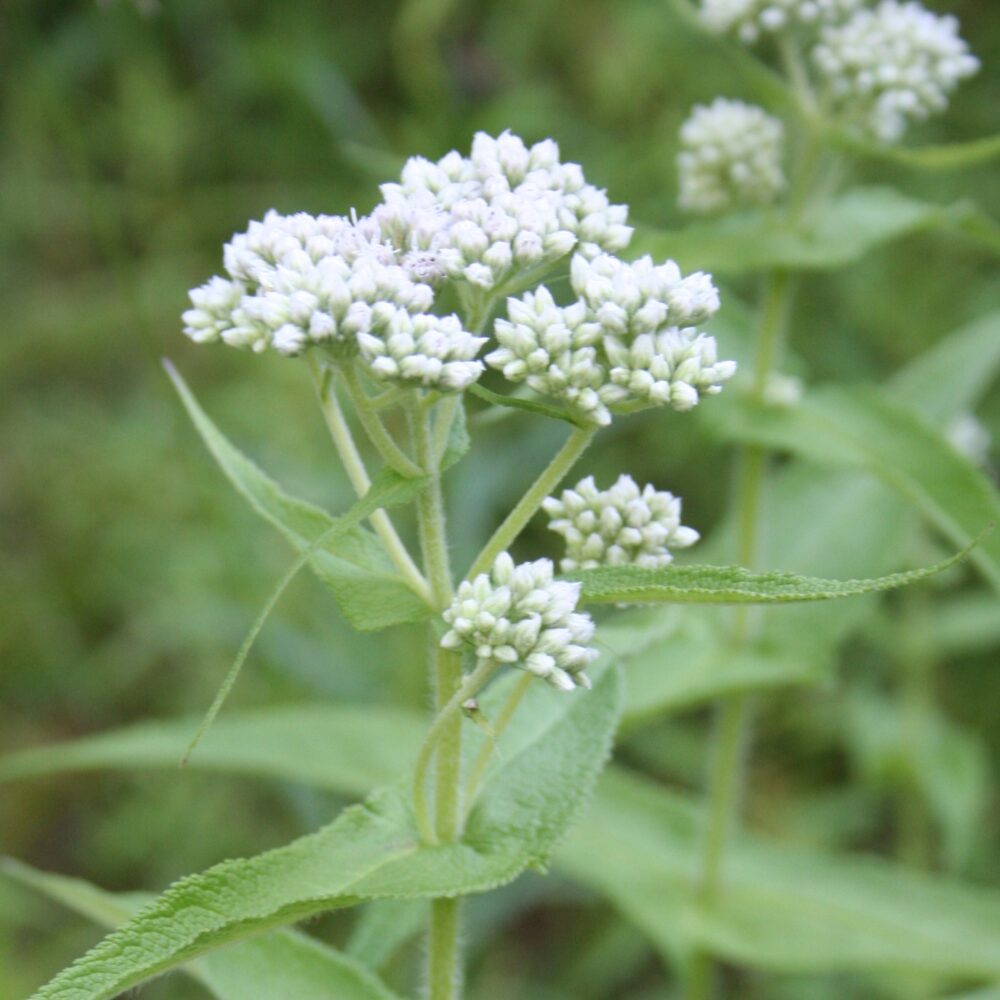 Boneset Eupatorium Perfoliatum Tall White Thoroughwort Flower Seeds for Planting