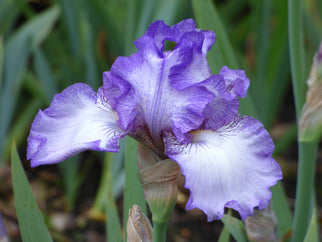 Earl of Essex Tall Bearded Iris