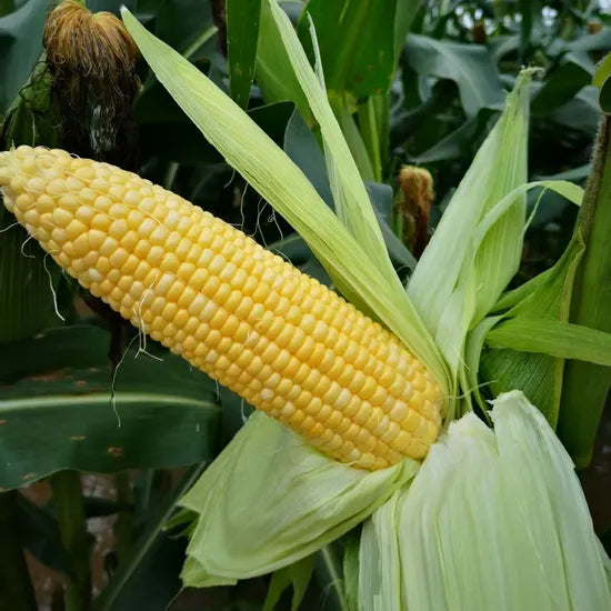 Early Maturity Days In Autumn, High Quality Sweet Corn For Sowing heirloom non-gmo organic garden seeds