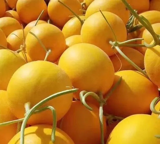 Early Maturity, Bright And Tough, Good Storage And Transportation Melon heirloom non-gmo organic garden seeds