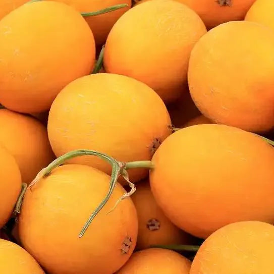 Early Maturity, Bright And Tough, Good Storage And Transportation Melon – Heirloom, Non-GMO, High Germination Organic Garden Seeds