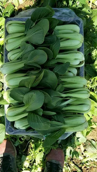 Early Maturity Compact Pak Choi heirloom non-gmo organic garden seeds