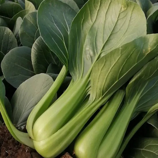 Early Maturity Compact Pak Choi – Heirloom, Non-GMO, High Germination Organic Garden Seeds