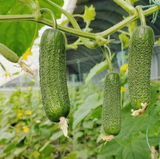 Early Maturity Cylindrical Shape Gherkins For Sowing heirloom non-gmo organic garden seeds