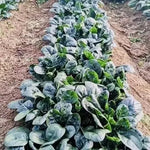 Early Maturity, Dark Green Hybrid Disease Resistance Spinach heirloom non-gmo organic garden seeds