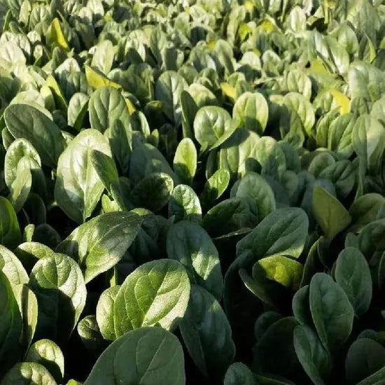 Early Maturity, Dark Green Hybrid Disease Resistance Spinach – Heirloom, Non-GMO, High Germination Organic Garden Seeds
