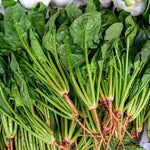 Early Maturity, Dark Green, Oval And Flat Leaf, Hybrid Disease Resistance Spinach heirloom non-gmo organic garden seeds