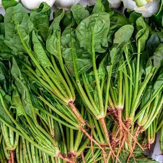 Early Maturity, Dark Green, Oval And Flat Leaf, Hybrid Disease Resistance Spinach heirloom non-gmo organic garden seeds