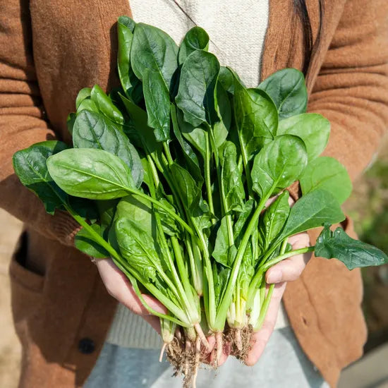 Early Maturity, Dark Green, Oval And Flat Leaf, Hybrid Disease Resistance Spinach – Heirloom, Non-GMO, High Germination Organic Garden Seeds