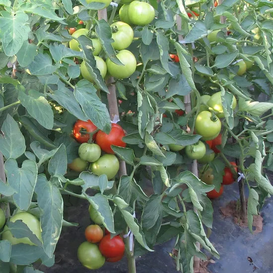 Early Maturity Determinate Tomato For Sowing – Heirloom, Non-GMO, High Germination Organic Garden Seeds