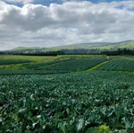 Early Maturity Disease Resistance Cost Effective Broccoli heirloom non-gmo organic garden seeds